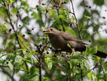 array (
'1#090' => '%G',
'2#000' => '4',
'2#005' => 'Amsel',
'2#015' => 'BIR',
'2#025' => 'ARRAY(Amsel,Drosseln,Singvögel)',
'2#055' => '20220705',
'2#060' => '181143+0100',
'2#062' => '20220705',
'2#063' => '181143+0100',
'2#080' => 'Ernst Wilhelm Grüter',
'2#105' => 'Im Bayrischen Wald 2022',
'2#110' => 'Ernst Wilhelm Grüter, ewgfoto@p',
'2#115' => 'Ernst Wilhelm Grüter, ewgfoto@p',
'2#116' => 'Ernst Wilhelm Grüter, ewgfoto@posteo.de',
'2#120' => 'Eine Amsel mit einer Vogelbeere im Schnabel.',
)
05 July 2022
05/07/2022 00:00:00