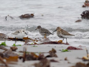 array (
'1#090' => '%G',
'2#000' => '4',
'2#005' => 'Sanderling',
'2#015' => 'BIR',
'2#025' => 'ARRAY(Regenpfeiferartige,Sanderling,Schnepfenvögel,Strandläufer)',
'2#062' => '20241009',
'2#063' => '103125+0100',
'2#080' => 'Ernst Wilhelm Grüter',
'2#105' => 'Helgoland 2024',
'2#110' => 'Ernst Wilhelm Grüter, ewgfoto@p',
'2#115' => 'Ernst Wilhelm Grüter, ewgfoto@p',
'2#116' => 'Ernst Wilhelm Grüter, ewgfoto@posteo.de',
'2#120' => 'Sanderling mit einem Meerstrandläufer und Alpenstrandläufer im Spülsaum des Nordstrandes',
)