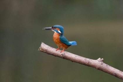 <span style='font-size:0.75em'><strong> </strong> Ein Eisvogel sitzt auf einem Ast. Der Ast befindet sich über einem Teich. ©Ernst Wilhelm Grueter/ewgfoto</span>