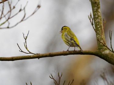 <span style='font-size:0.75em'><strong> </strong> Ein Erlenzeisig auf einem Ast. Der junge Baum ist noch unbelaubt. ©Ernst Wilhelm Grueter/ewgfoto</span>
