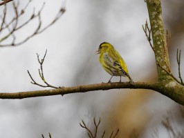 <span style='font-size:1.10em'>Ein Erlenzeisig auf einem Ast. Der junge Baum ist noch unbelaubt.</span>