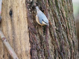 <span style='font-size:1.10em'>Ein Kleiber klammert sich an einem Baustamm und hält Ausschau.</span>