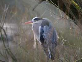 <span style='font-size:1.10em'>Ein Graureiher steht in einem Gebüsch am Ufer eines Teiches im Eichtalpark.</span>