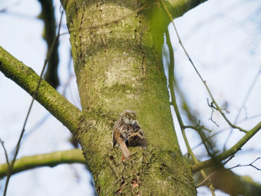 <strong>Vogelfotografie im Eichtalpark</strong> Ein Gartenbaumläufer pflegt sein Gefieder. Dabei 'sitzt' er an einem Baumstamm. <i>Bild Ernst Wilhelm Grueter/ewgfoto</i>