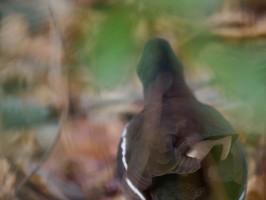 <span style='font-size:1.10em'>Das Teichhuhn lief auf einem Weg vor den Passanten weg. Der Weg läuft am Teich entlang.</span>