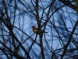 <span style='font-size:1.10em'>Ein Bergfink siztz im Geäst.</span>