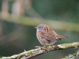 <span style='font-size:1.10em'>Ein Zaunkönig sitzt auf einem Ast, dick aufgeplustert. Es ist Ende Januar.</span>