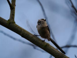 <span style='font-size:1.10em'>Eine Schwanzmeise sitzt auf einem Ast. Sie sieht etwas aus wie vom Winde verweht.</span>