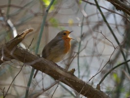 <span style='font-size:1.10em'>Da Rotkehlchen fängt an zu singen</span>