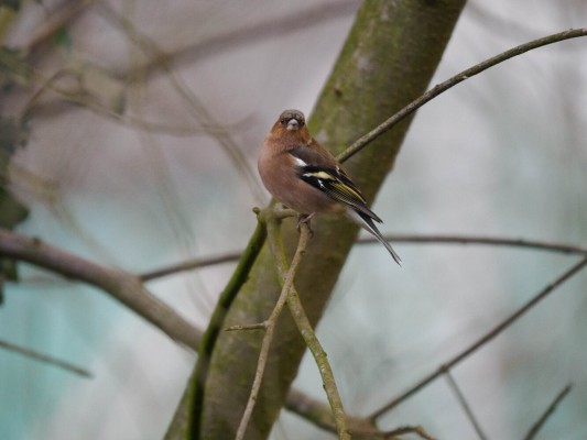 <strong>Vogelfotografie im Eichtalpark</strong> Ein Buchfink sitzt auf einem Ast. Er schaut direkt in die Linse des Fotografen. <i>Bild Ernst Wilhelm Grueter/ewgfoto</i>