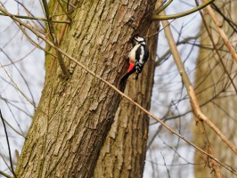 <span style='font-size:1.10em'>Der Buntspecht klammert sich am Baum direkt vor seiner Höhle fest.</span>