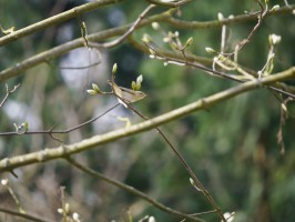 <span style='font-size:1.10em'>Ein Zilpzalp löst sich gerade von dem Ast auf dem er gesessen hat.</span>