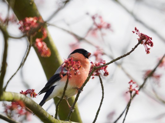<strong>Vogelfotografie im Eichtalpark</strong> Ein Gimpel klammert sich an einem dünnen Ästlein fest, den Schnabel voll mit kleinen Blüten. <i>Bild Ernst Wilhelm Grueter/ewgfoto</i>