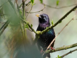 <span style='font-size:1.10em'>Ein Star im Prachtkleid sitzt auf einem kleinen Ast.</span>