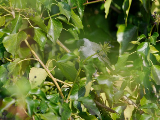 <strong>Vogelfotografie im Eichtalpark</strong> Eine Mönchsgrasmücke sitzt gut versteckt im Busch. <i>Bild Ernst Wilhelm Grueter/ewgfoto</i>