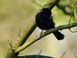 <span style='font-size:1.10em'>Eine Amsel sitzt auf einem Ast und putzt ihr Gefieder.</span>