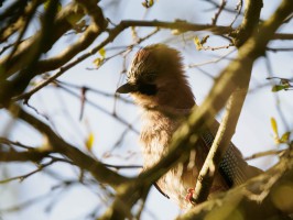 <span style='font-size:1.10em'>Ein Eichelhäher gut versteckt im Gebüsch.</span>