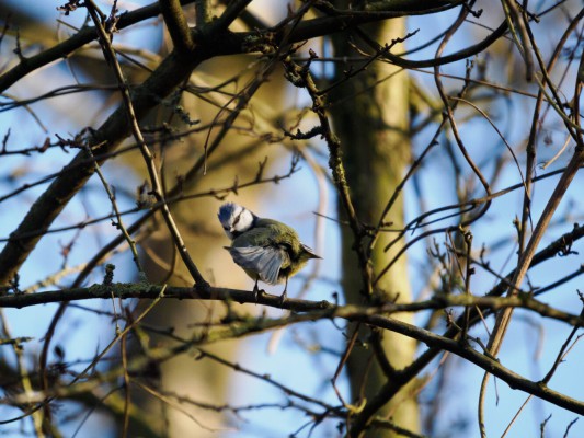 <strong>Vogelfotografie im Eichtalpark</strong> Eine Blaumeise sitzt auf einem Ast. Es ist Winter, der Baum ist nicht belaubt. <i>Bild g</i>