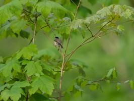 <span style='font-size:1.10em'></span>