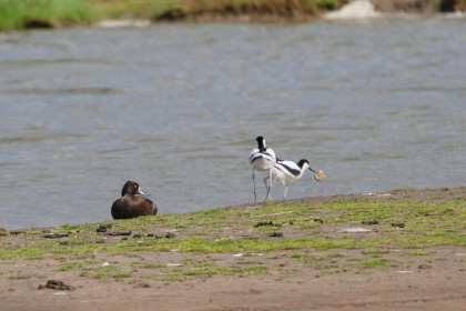 <span style='font-size:0.75em'><strong> </strong> Die Eierschale des gerade geschlüpften Säbelschnäbler Jungen wird vom Altvogel entsorgt ©Ernst Wilhelm Grüter</span>
