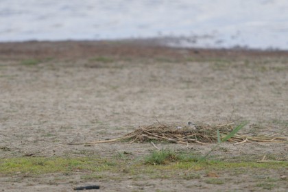 <span style='font-size:0.75em'><strong> </strong> Das Säbelschnäbler Junge sitzt noch im Nest, fast noch im zweiten Teil der Eischale ©Ernst Wilhelm Grüter</span>