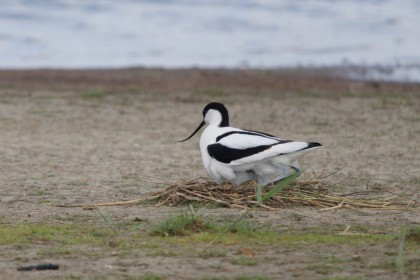 <span style='font-size:0.75em'><strong> </strong> Der Schnäbelsäbler Altvogel setzte sich auf die noch im Nest befindlichen Eier. ©Ernst Wilhelm Grüter</span>