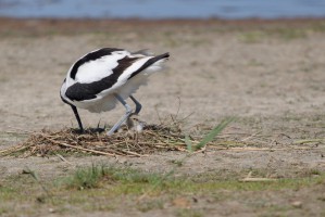 <span style='font-size:1.10em'>Unter dem im Nest stehenden Säbelschnäbler sind drei Eier und ein bereits geschlüpfter Jungvogel zu sehen.</span>