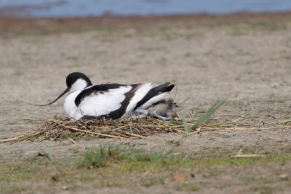<span style='font-size:0.75em'><strong> </strong> Säbelschnäbler Altvogel und Jungvogel sind noch beide im Nest ©Ernst Wilhelm Grüter</span>