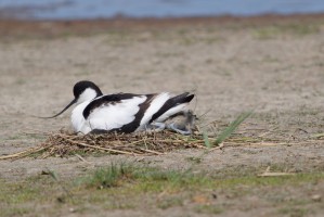 <span style='font-size:1.10em'>Säbelschnäbler Altvogel und Jungvogel sind noch beide im Nest</span>