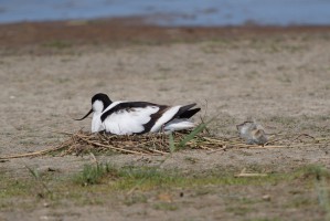 <span style='font-size:1.10em'>Der Säbelschnäbler Altvogel sitzt im Nest auf den Eiern, Ein bereits geschlüpfter Jungvogel befindet sich schon ausserhalb des Nestes</span>