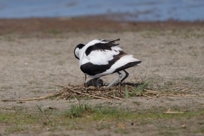 <span style='font-size:0.75em'><strong> </strong> Unter dem im Nest stehenden Säbelschnäbler sind zwei Eier und ein bereits geschlüpfter Jungvogel zu sehen. ©Ernst Wilhelm Grüter</span>