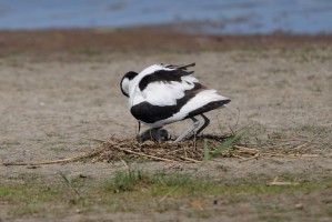 <span style='font-size:1.10em'>Unter dem im Nest stehenden Säbelschnäbler sind zwei Eier und ein bereits geschlüpfter Jungvogel zu sehen.</span>