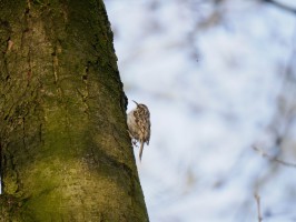 <span style='font-size:1.10em'>Ein Gartenbaumläufer läuft an einem Baum hoch.</span>