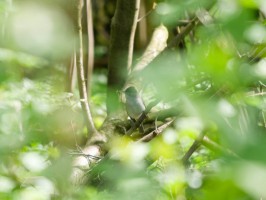 <span style='font-size:1.10em'>Eine Mönchsgrasmücke besorgt Nistmaterial. Sie sitzt nahe am Waldboden.</span>