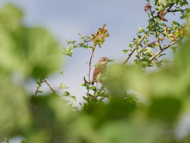 <span style='font-size:0.75em'><strong>Vogelbeobachtung in der Ammersbeker Niederung</strong> Ein Neuntöter sitzt ein einem Busch. Er hat ein Insekt in seinem kräftigen Schnabel. ©Ernst Wilhelm Grüter</span>
