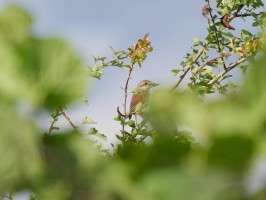 <span style='font-size:1.10em'>Ein Neuntöter sitzt ein einem Busch. Er hat ein Insekt in seinem kräftigen Schnabel.</span>