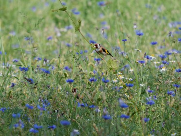 <span style='font-size:0.75em'><strong> </strong> Ein Stieglitz sitzt auf einem Halm, über die blauen Kornblumen einer Brachwiese herausragend. In den Kornblumen ist noch ein weiterer Stieglitz zu sehen. ©Ernst Wilhelm Grüter</span>