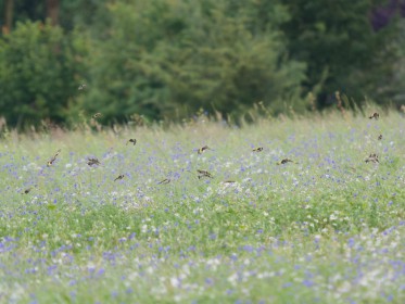 <span style='font-size:0.75em'><strong> </strong> Ein Schwarm von ausgewachsenen Stieglitzen und Jungvögeln fliegt über eine Kornblumenwiese. ©Ernst Wilhelm Grüter</span>