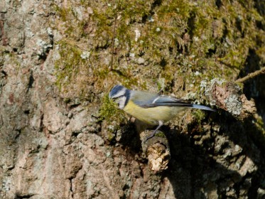 <span style='font-size:0.75em'><strong> </strong> Eine Blaumeise kümmert sich um Nistmaterial. Sie sitzt auf einem Aststumpf eines bemossten Baumes. ©Ernst Wilhelm Grüter</span>