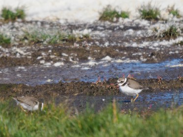 <span style='font-size:0.75em'><strong>Vogelbobachtung auf Fehmarn</strong> ©ewgfoto</span>