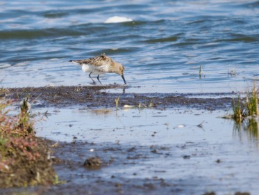 <span style='font-size:0.75em'><strong>Vogelbobachtung auf Fehmarn</strong> ©ewgfoto</span>
