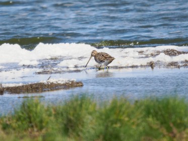 <span style='font-size:0.75em'><strong>Vogelbobachtung auf Fehmarn</strong> ©ewgfoto</span>