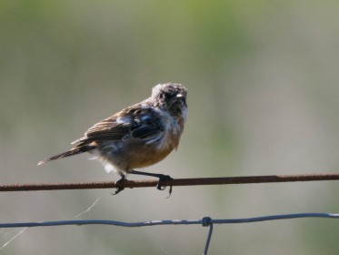 <span style='font-size:0.75em'><strong>Vogelbobachtung auf Fehmarn</strong> ©ewgfoto</span>