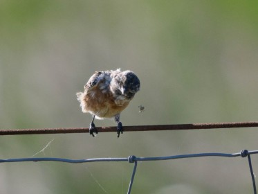 <span style='font-size:0.75em'><strong>Vogelbobachtung auf Fehmarn</strong> ©ewgfoto</span>