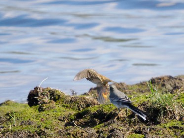 <span style='font-size:0.75em'><strong>Vogelbobachtung auf Fehmarn</strong> Die Bachstelze verjagt einen, ja was? ©ewgfoto</span>