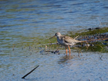 <span style='font-size:0.75em'><strong>Vogelbobachtung auf Fehmarn</strong> ©ewgfoto</span>