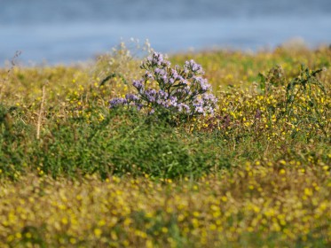 <span style='font-size:0.75em'><strong>Vogelbobachtung auf Fehmarn</strong> ©ewgfoto</span>