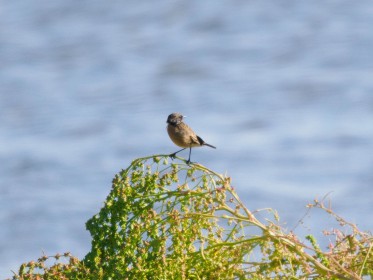 <span style='font-size:0.75em'><strong>Vogelbobachtung auf Fehmarn</strong> ©ewgfoto</span>