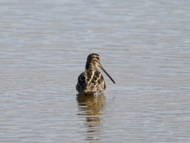 <span style='font-size:0.75em'><strong>Vogelbobachtung auf Fehmarn</strong> ©ewgfoto</span>