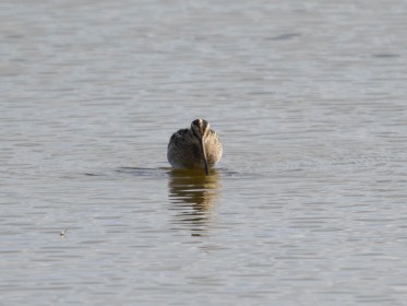 <span style='font-size:0.75em'><strong>Vogelbobachtung auf Fehmarn</strong> ©ewgfoto</span>